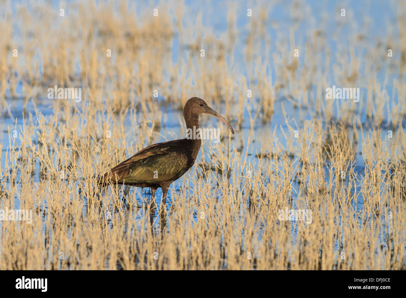 Glossy Ibis (plegadis falcinellus) in Danube Delta, Romania Stock Photo