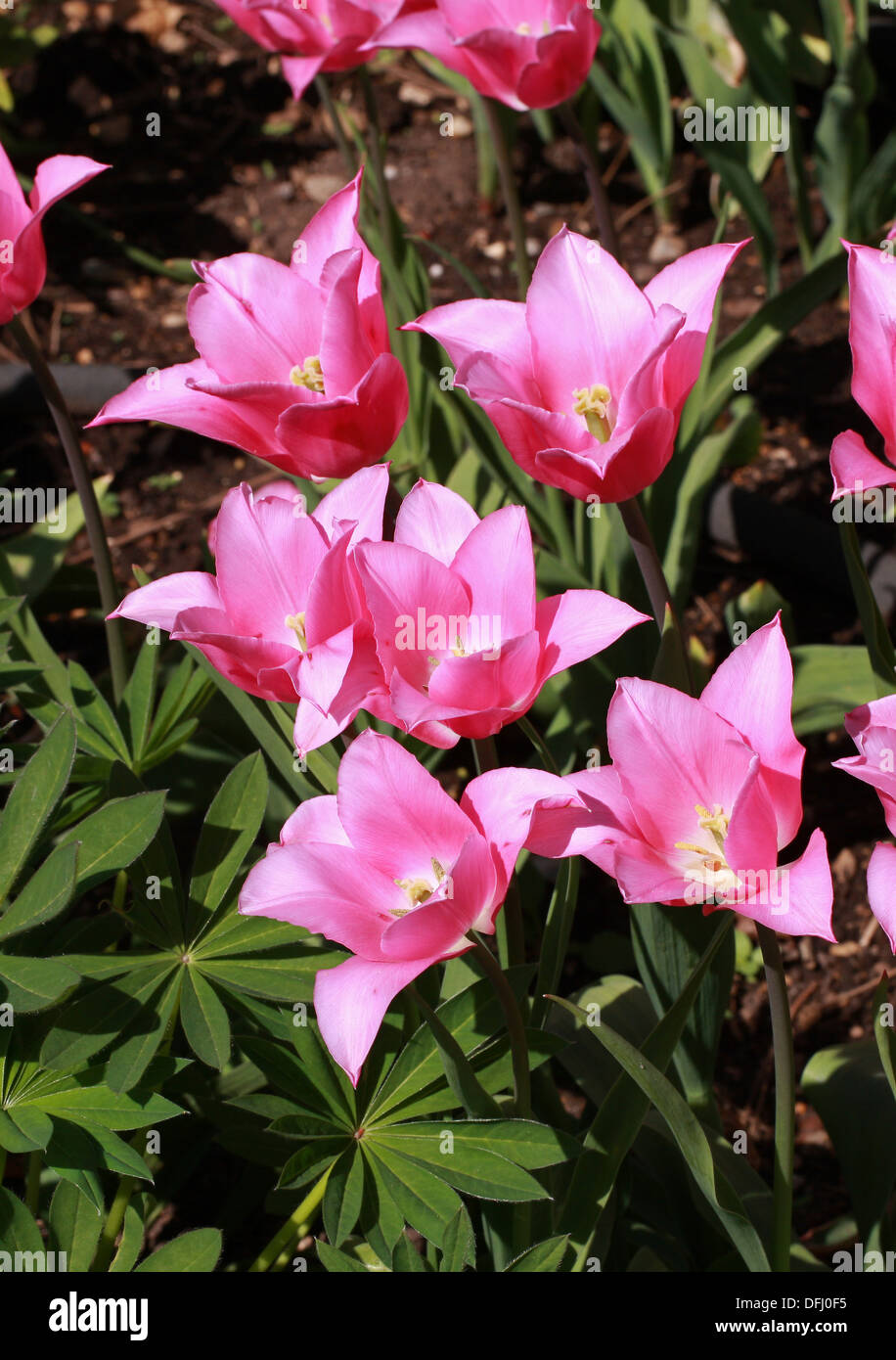 Pink Tulips, Tulipa 'China Pink', Liliaceae. Cultivar. Stock Photo