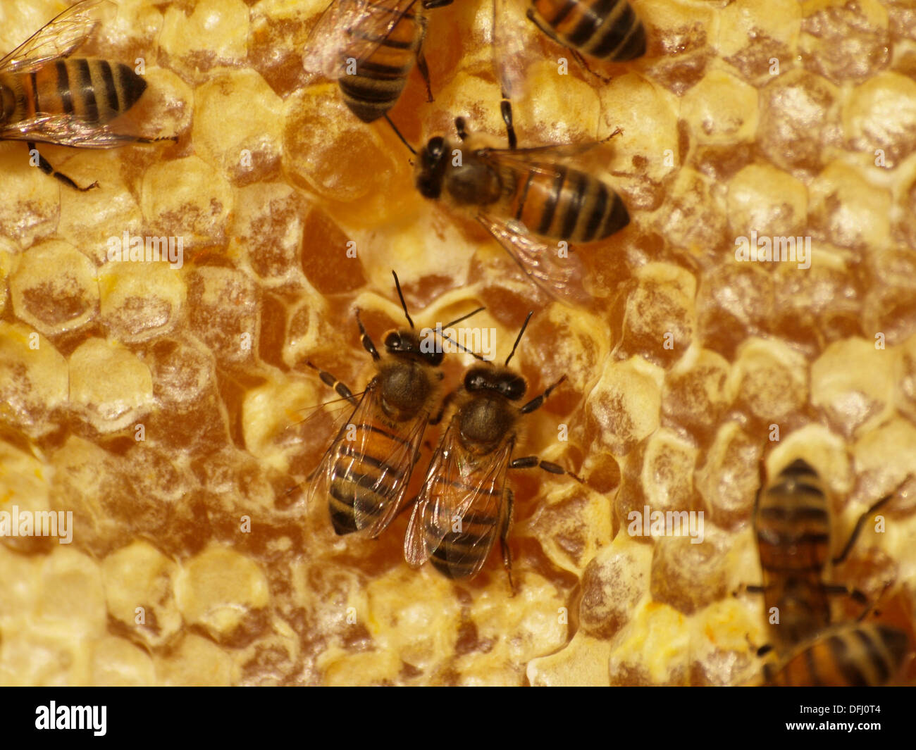 English Honey Bees Stock Photo Alamy