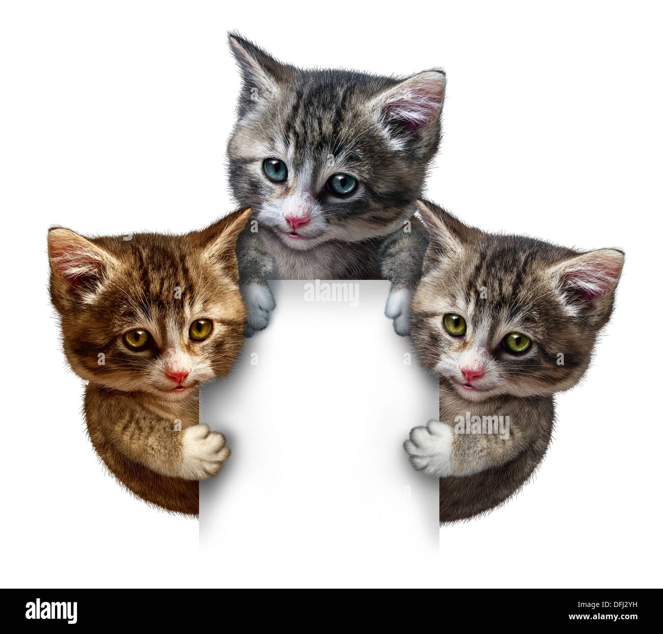 Cat or kitten group around a blank vertical card sign holding the framed message board as cute felines with smiling happy expressions supporting and communicating pet health care and animal welfare. Stock Photo