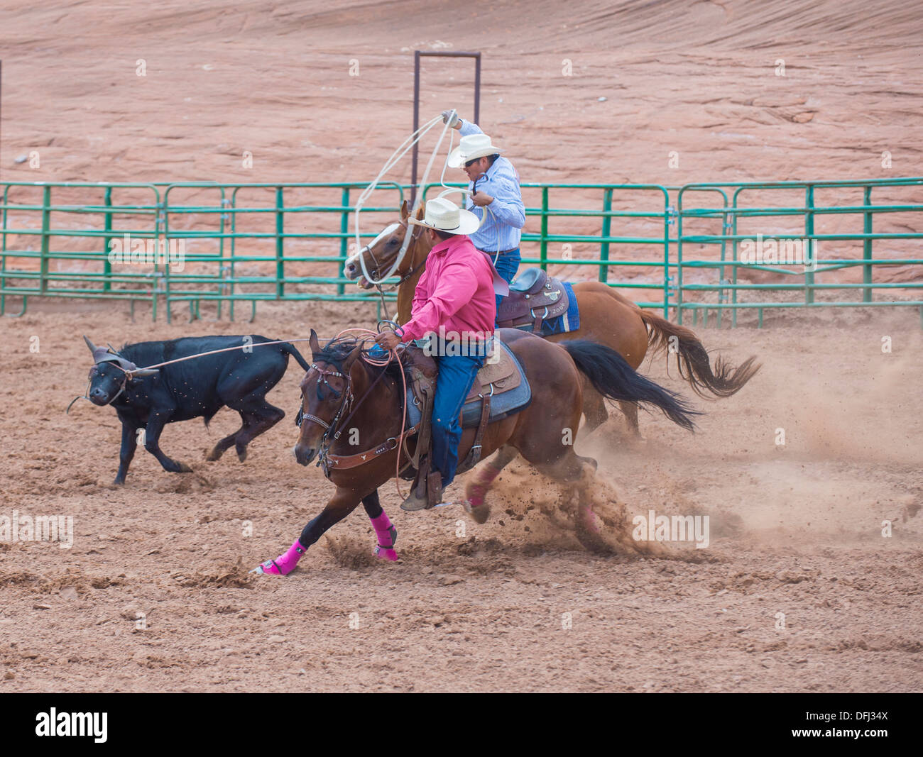 Western Riding In Rope For Roping Cowboy riding horse rope gallup hi-res stock photography and images - Alamy