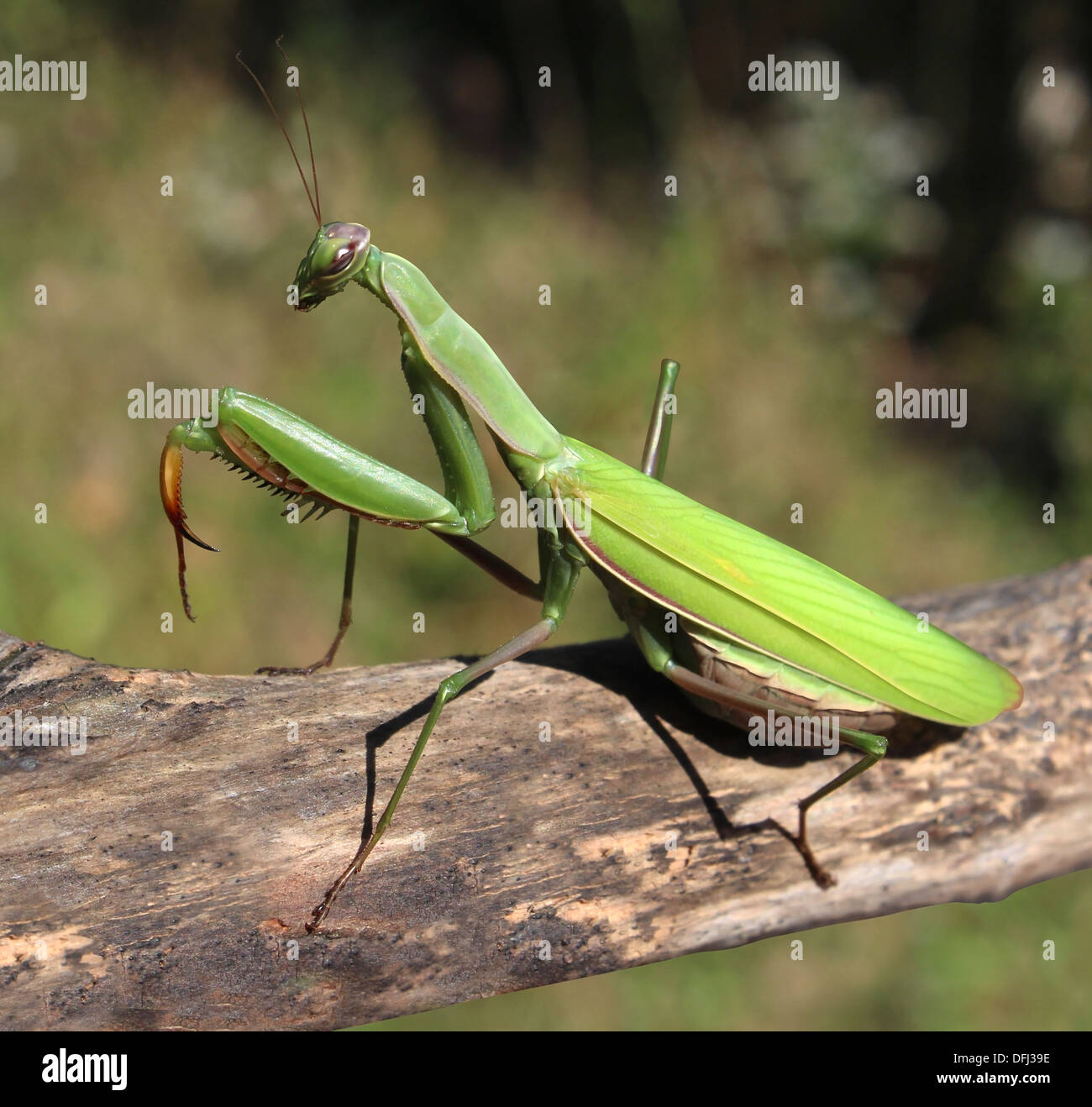 Praying Mantis insect in nature as a symbol of green natural extermintion and pest control with a predator that hunts and eats other insects as an icon of entomology biology education. Stock Photo