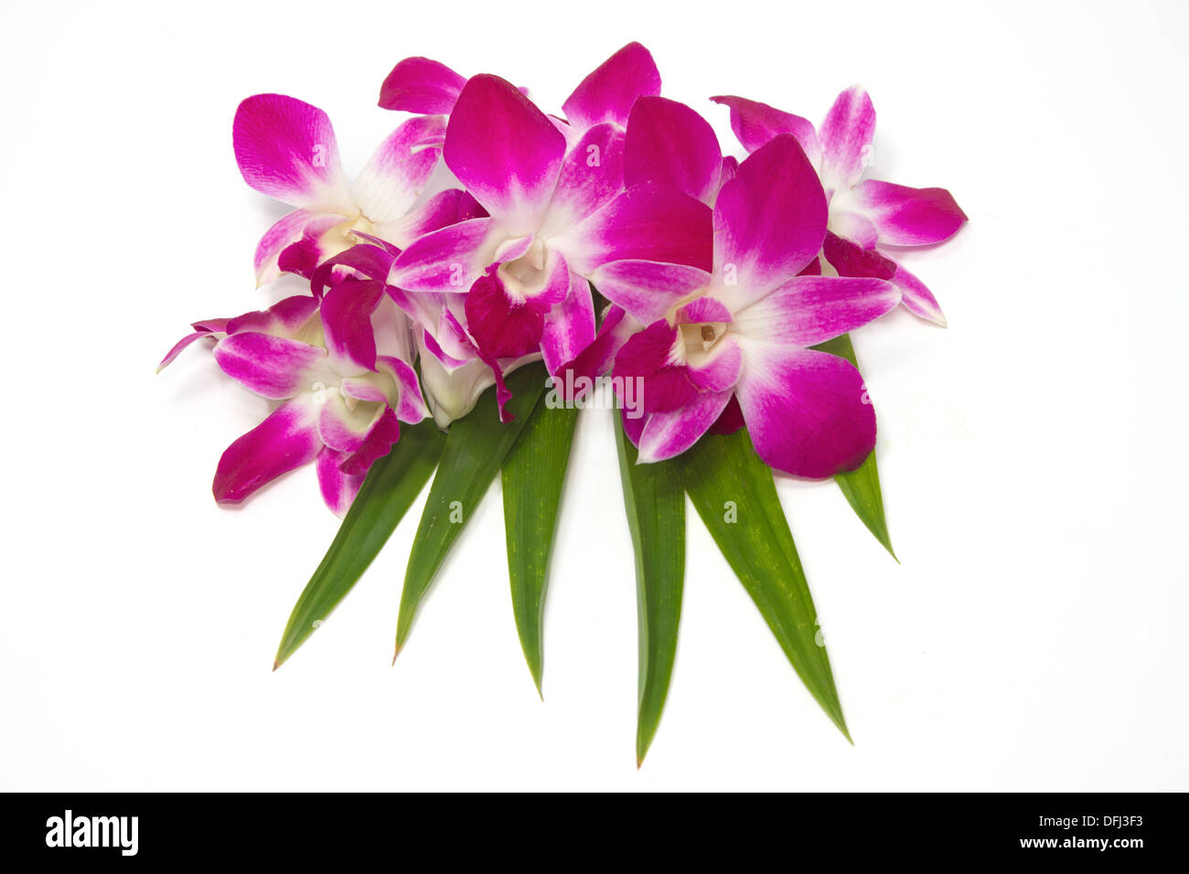 Beautiful Thai orchid Stock Photo - Alamy