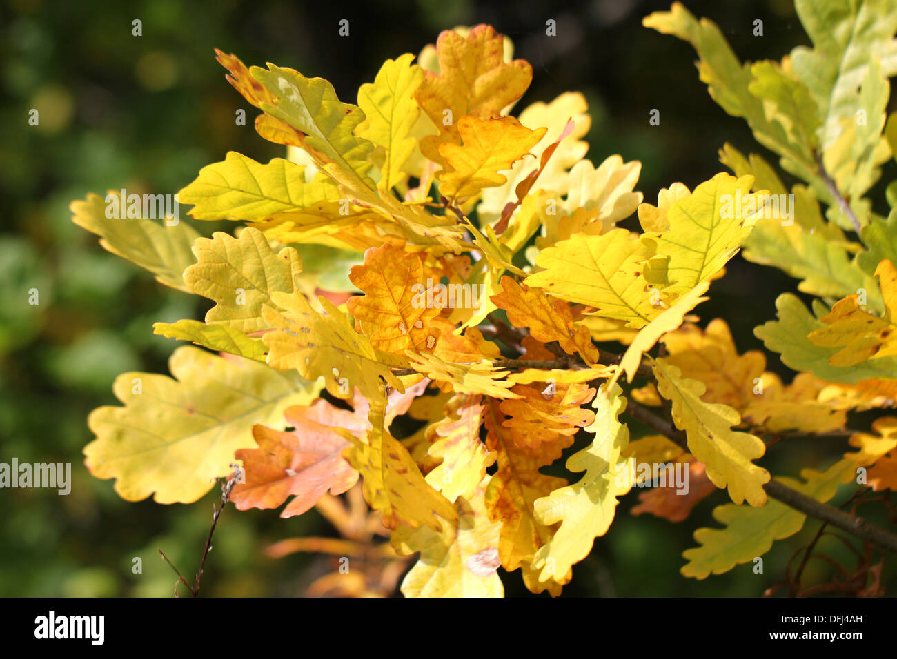 Beautiful yellow leaves of oak Stock Photo
