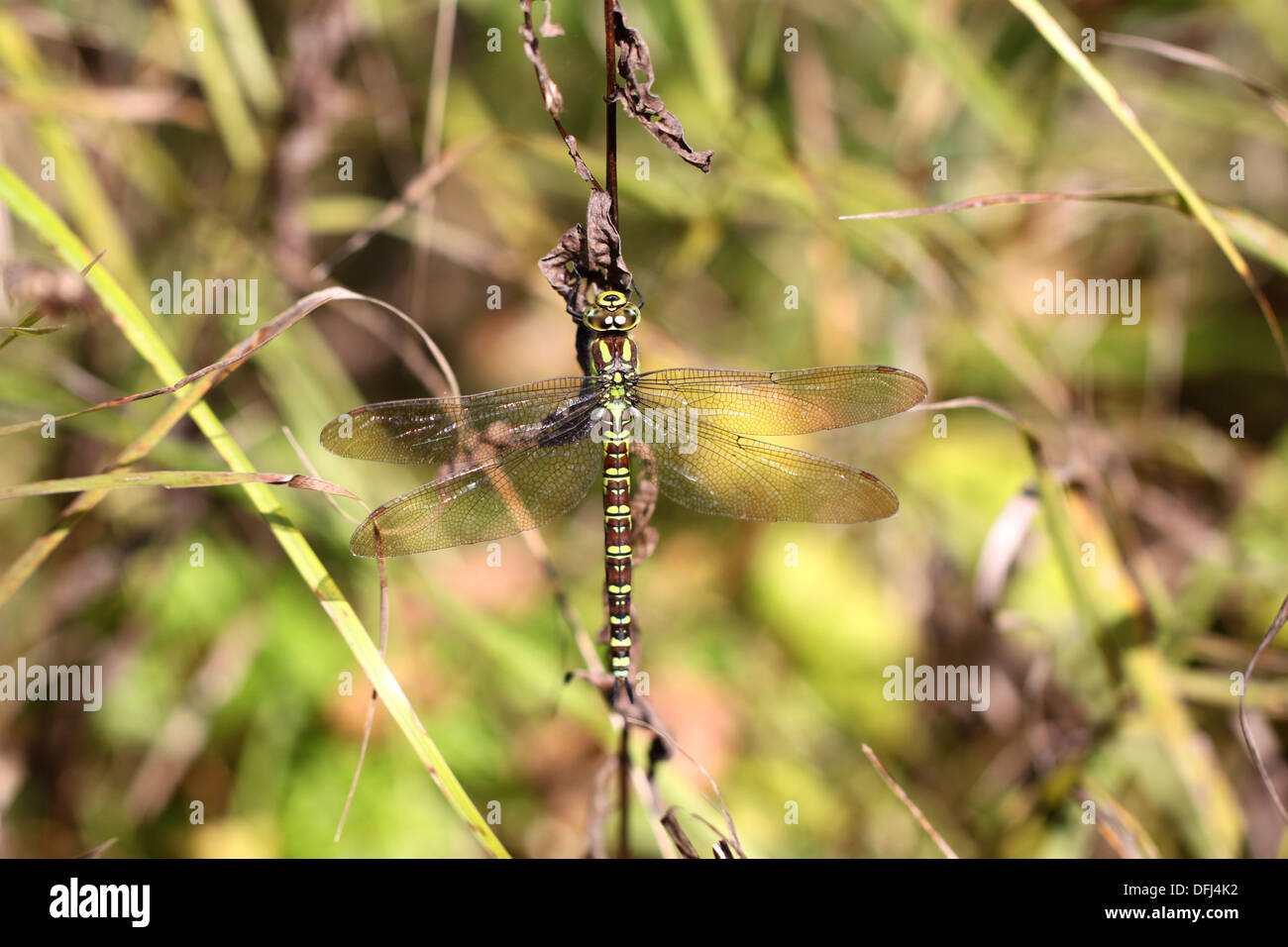 Dragonfly on a blade of grass Stock Photo - Alamy