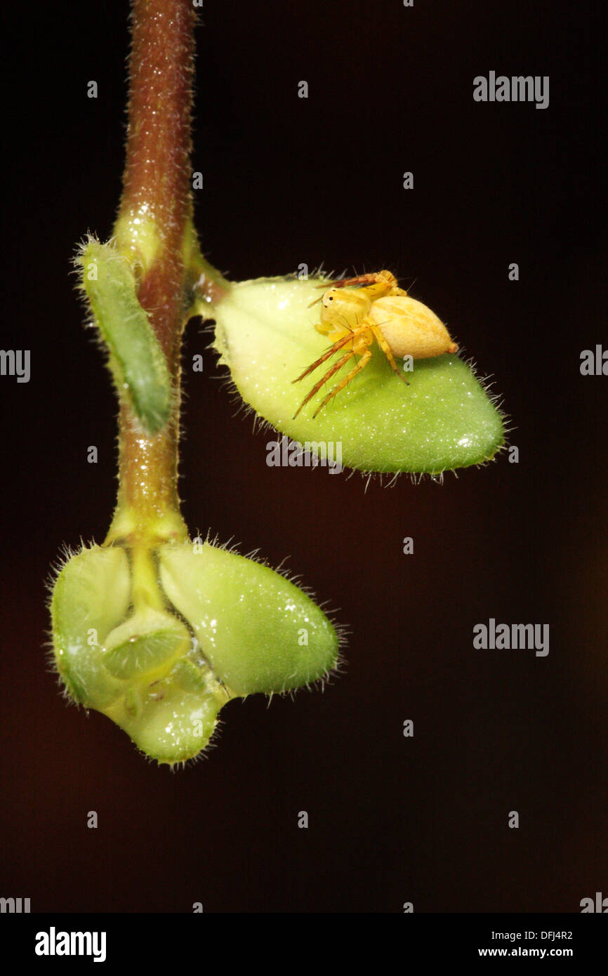 Crab Camouflage spider Stock Photo Alamy