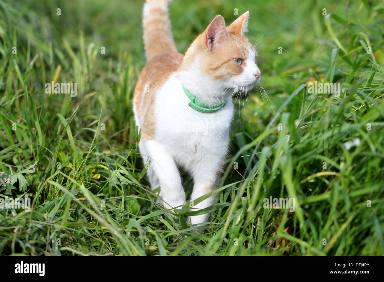 Cat standing in green grass Stock Photo