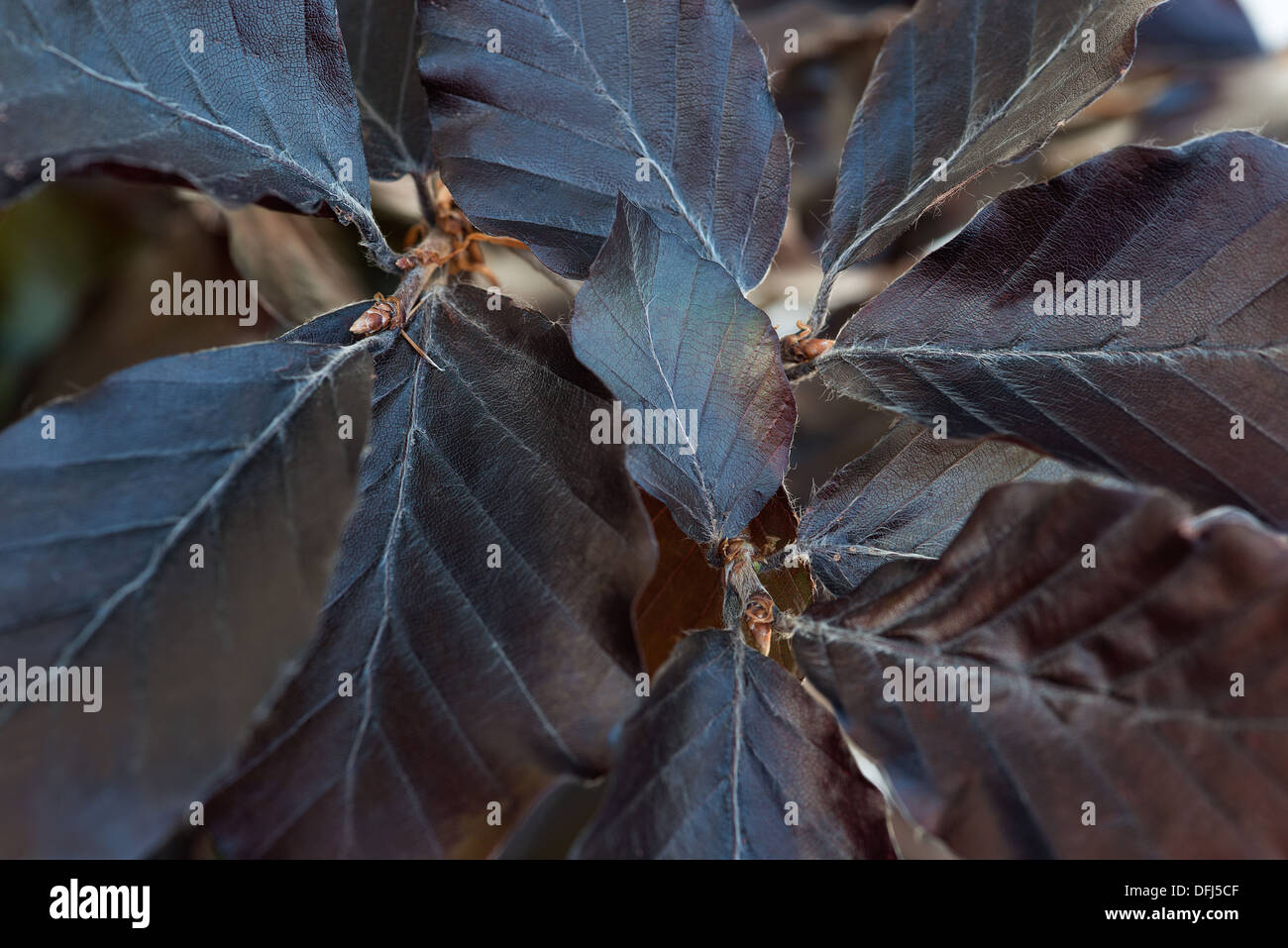 close up of the leaves of fagus sylvatica purpurea Stock Photo