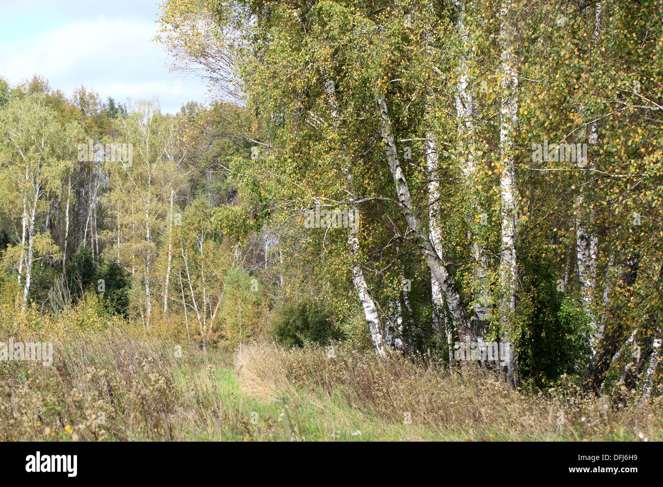 Green birch tree in the forest Stock Photo