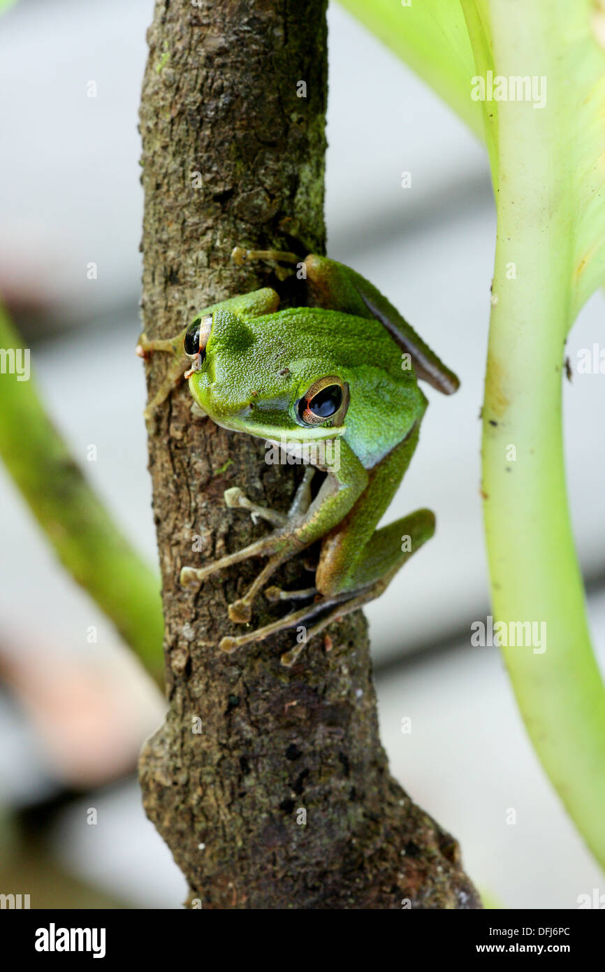 Motorbike Frog Litoria moorei adult, closeup, sarawak, borneo Stock