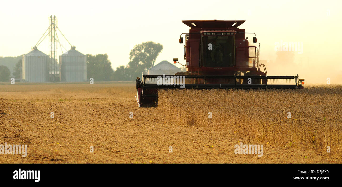 Case IH combine harvesting soybeans Stock Photo Alamy