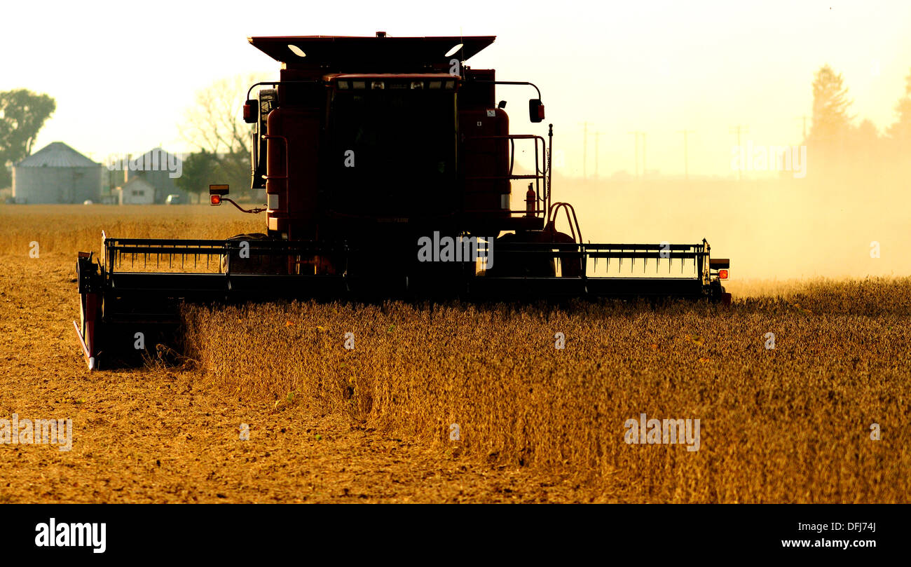 Case IH combine harvesting soybeans Stock Photo Alamy
