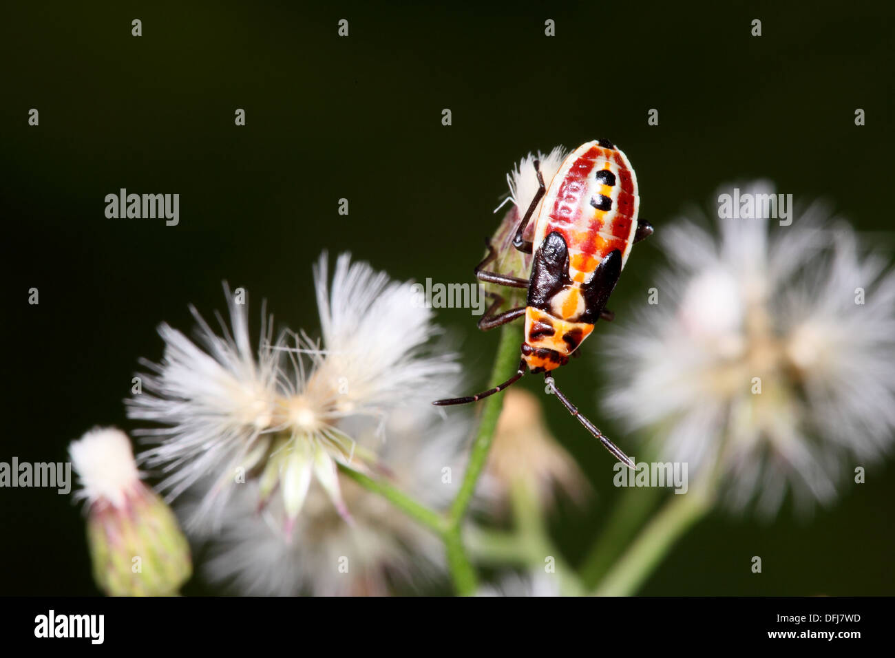 True bug, Boxelder Bug, Borneo. Stock Photo