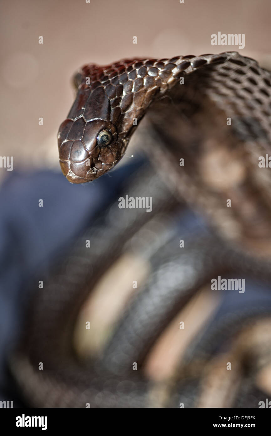 Indian Cobra, Naja naja, Alapidae, Varanasi, India, Asia Stock Photo