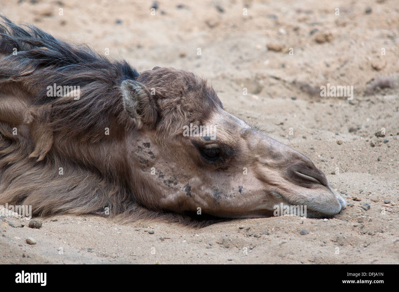 young camel in desert Stock Photo - Alamy