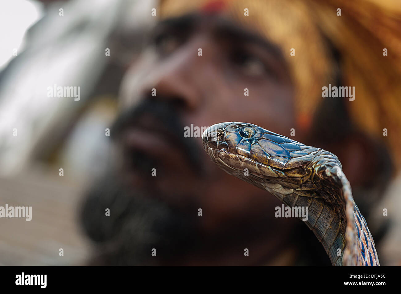 Indian Cobra, Naja naja, Alapidae, Varanasi, India, Asia, Stock Photo