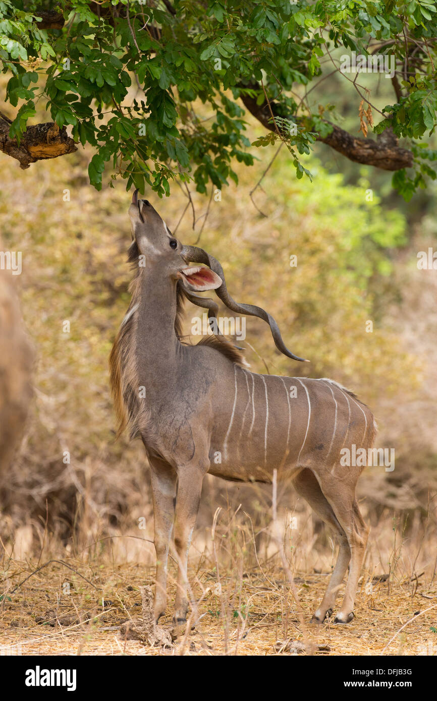 Greater Kudu (Tragelaphus strepsiceros) browsing leaves overhead Stock Photo