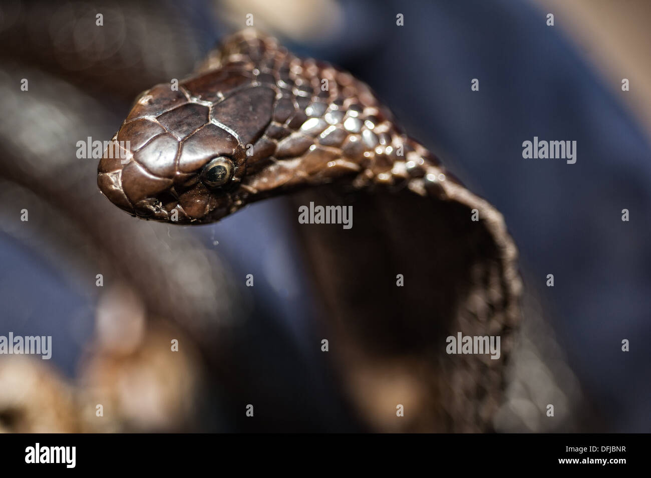 Indian Cobra, Naja naja, Alapidae, Varanasi, India, Asia Stock Photo ...