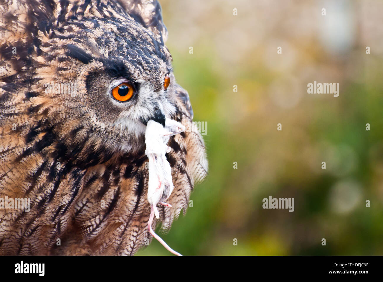Eurasian Eagleowl eating a mouse Stock Photo Alamy