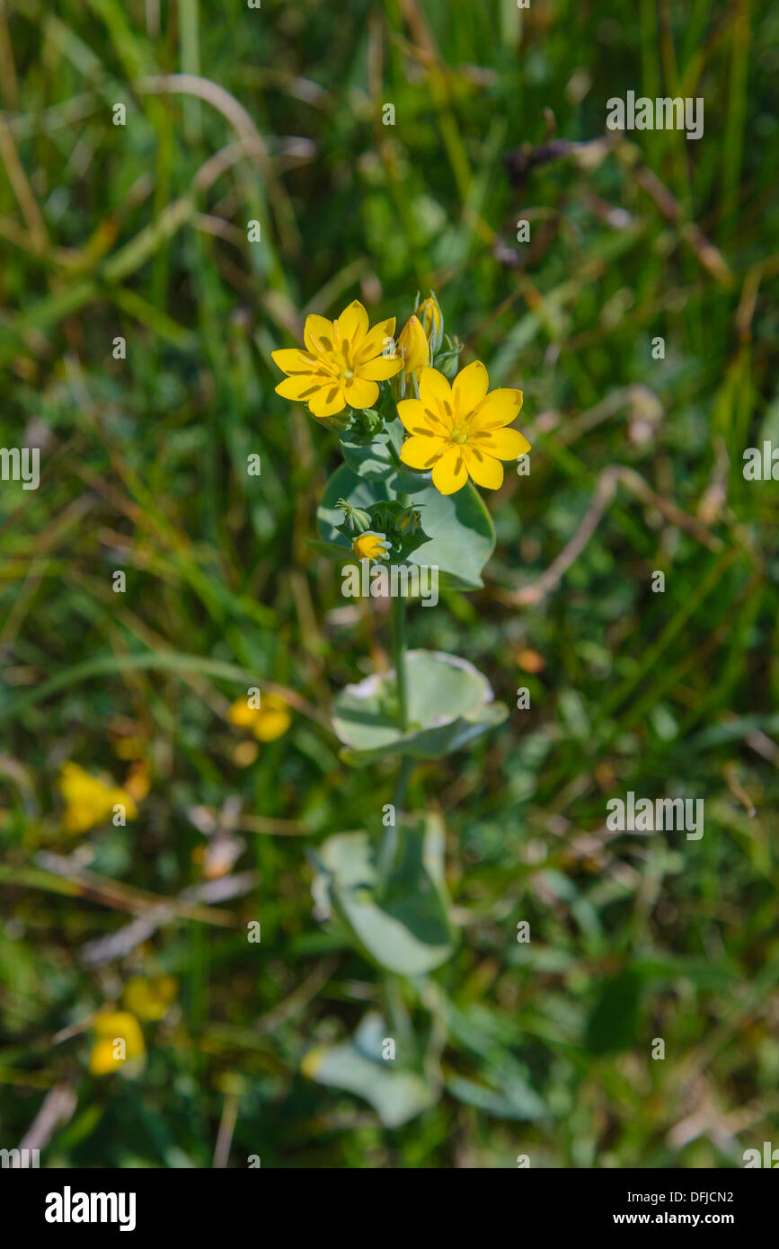 Yellow Wort, Blackstonia perfoliata, Wildflowers, Dorset, England Stock Photo