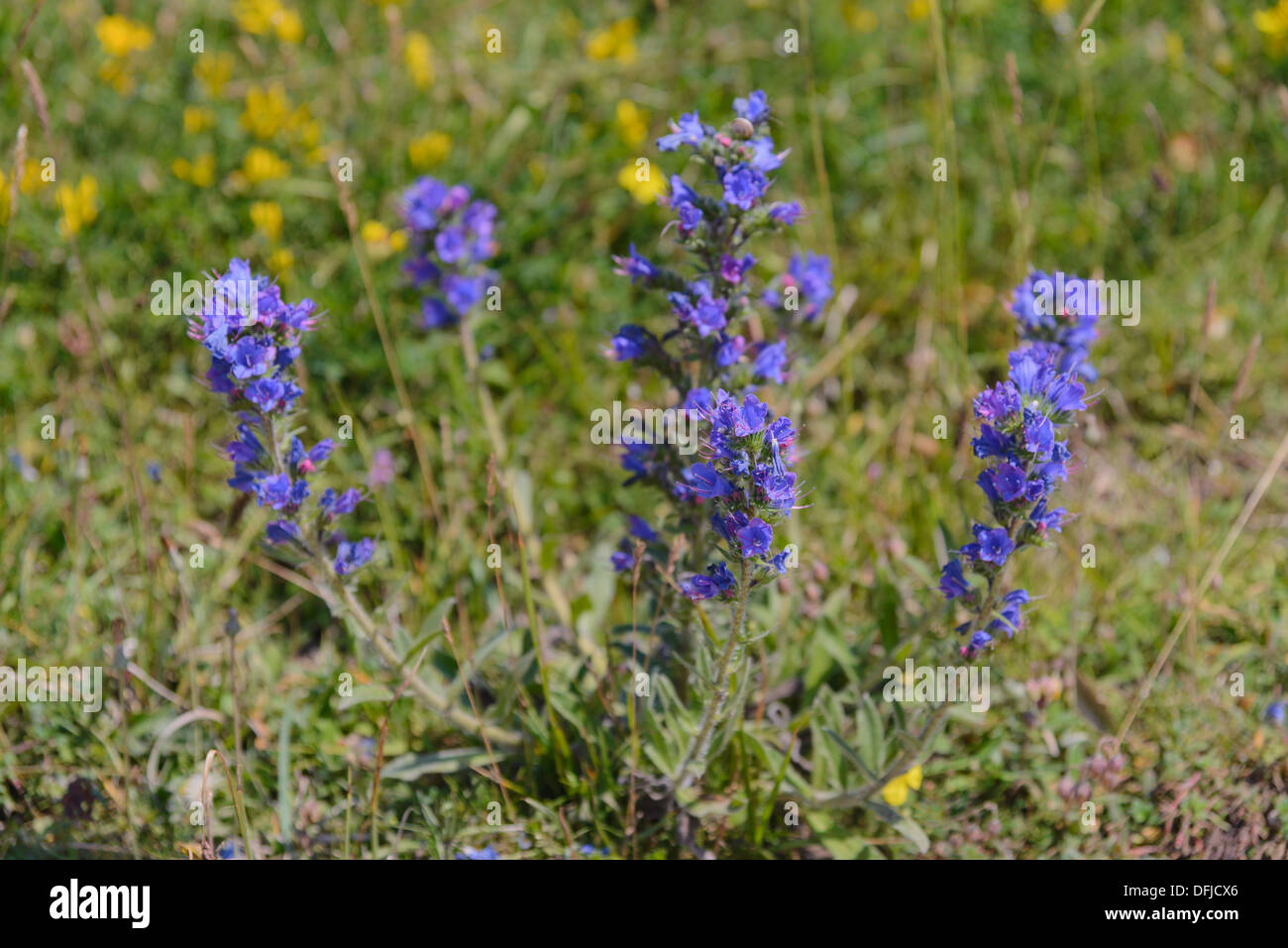 Vipers bugloss, Echium vulgare, Wildflowers, Dorset, England Stock Photo