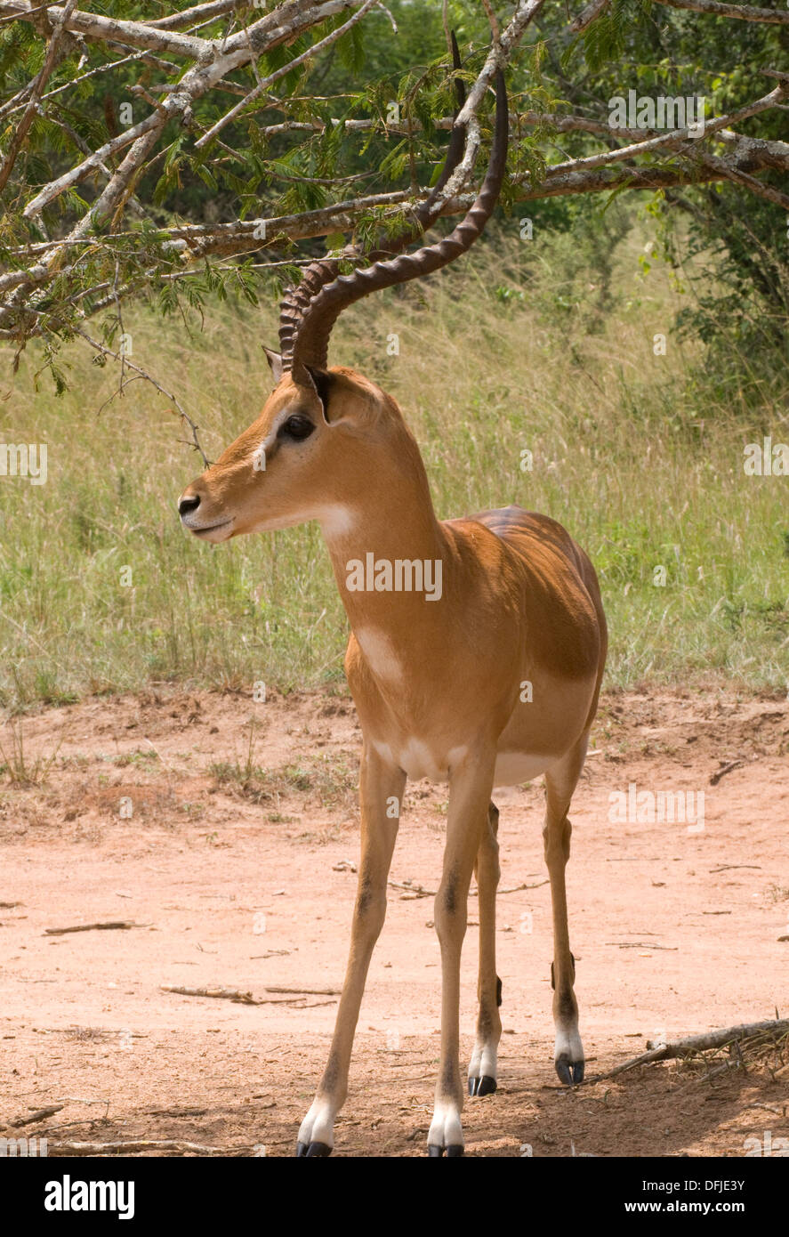 Male ram Impala gazelle attractive antlers Northern Akagera National Park game reserve Rwanda Central Africa Stock Photo