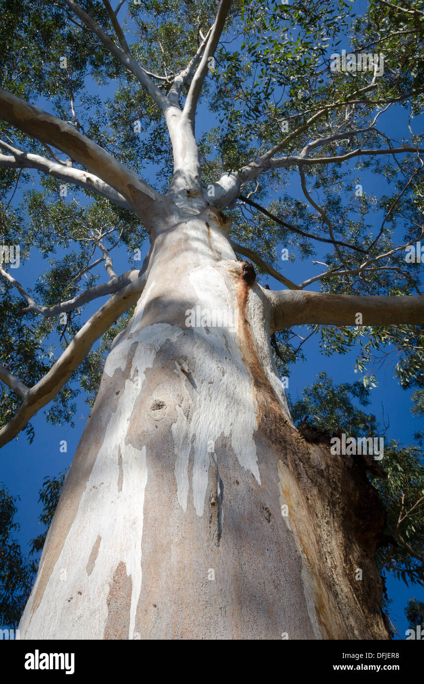 Gum tree, eucalyptus, Ipswich, Brisbane, Queensland, Australia Stock