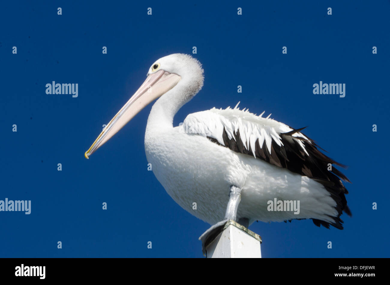 Pelican on post, Hervey Bay, Queensland, Australia Stock Photo