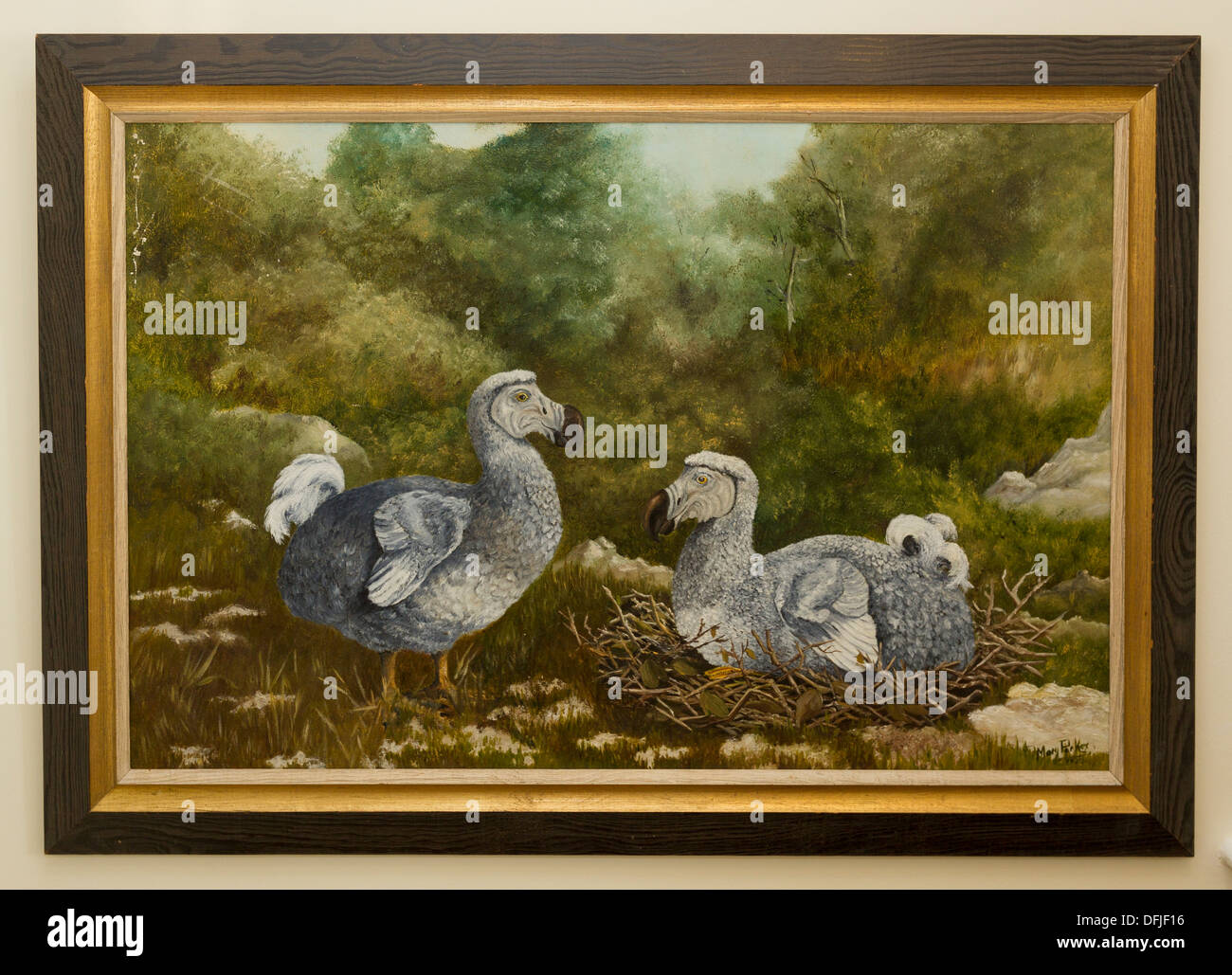 Durrell Wildlife Conservation Trust  The Gerald Durrell Story Exhibition Painting of two Dodos Stock Photo