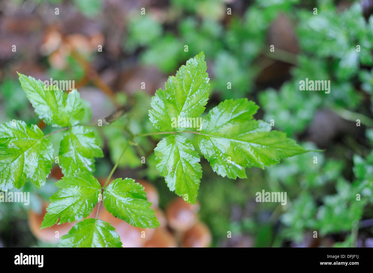 https://c8.alamy.com/comp/DFJF1J/black-raspberry-rubus-leucodermis-leaves-stanley-park-vancouver-british-DFJF1J.jpg