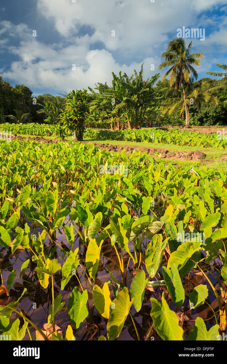 USA, Hawaii, Kauai, Hanalei, Taro Fields Stock Photo