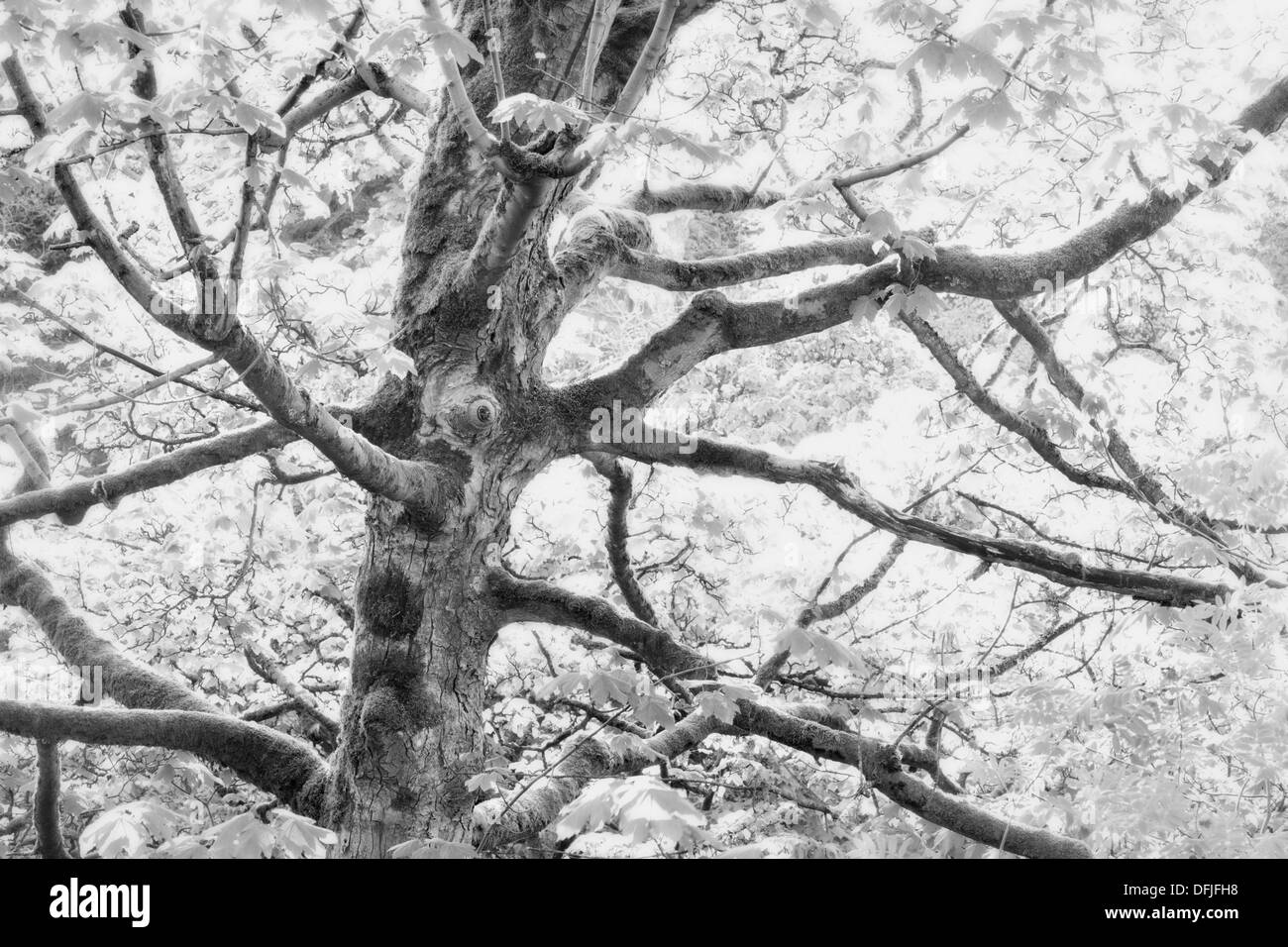 Beech tree Black and White Stock Photos & Images - Alamy