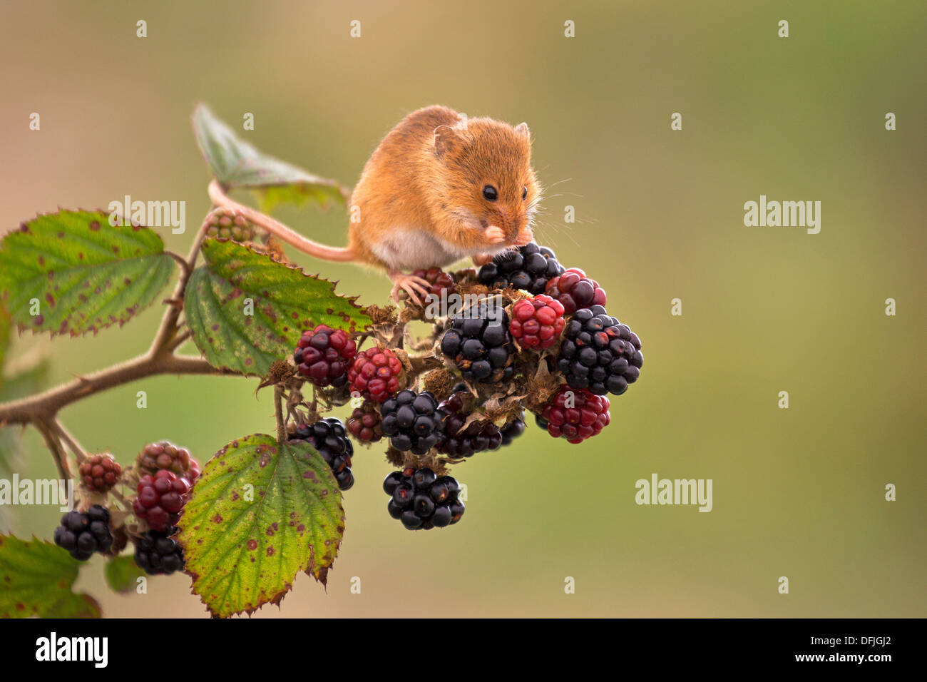 Harvest mouse eating blackberries Stock Photo 61259130 Alamy