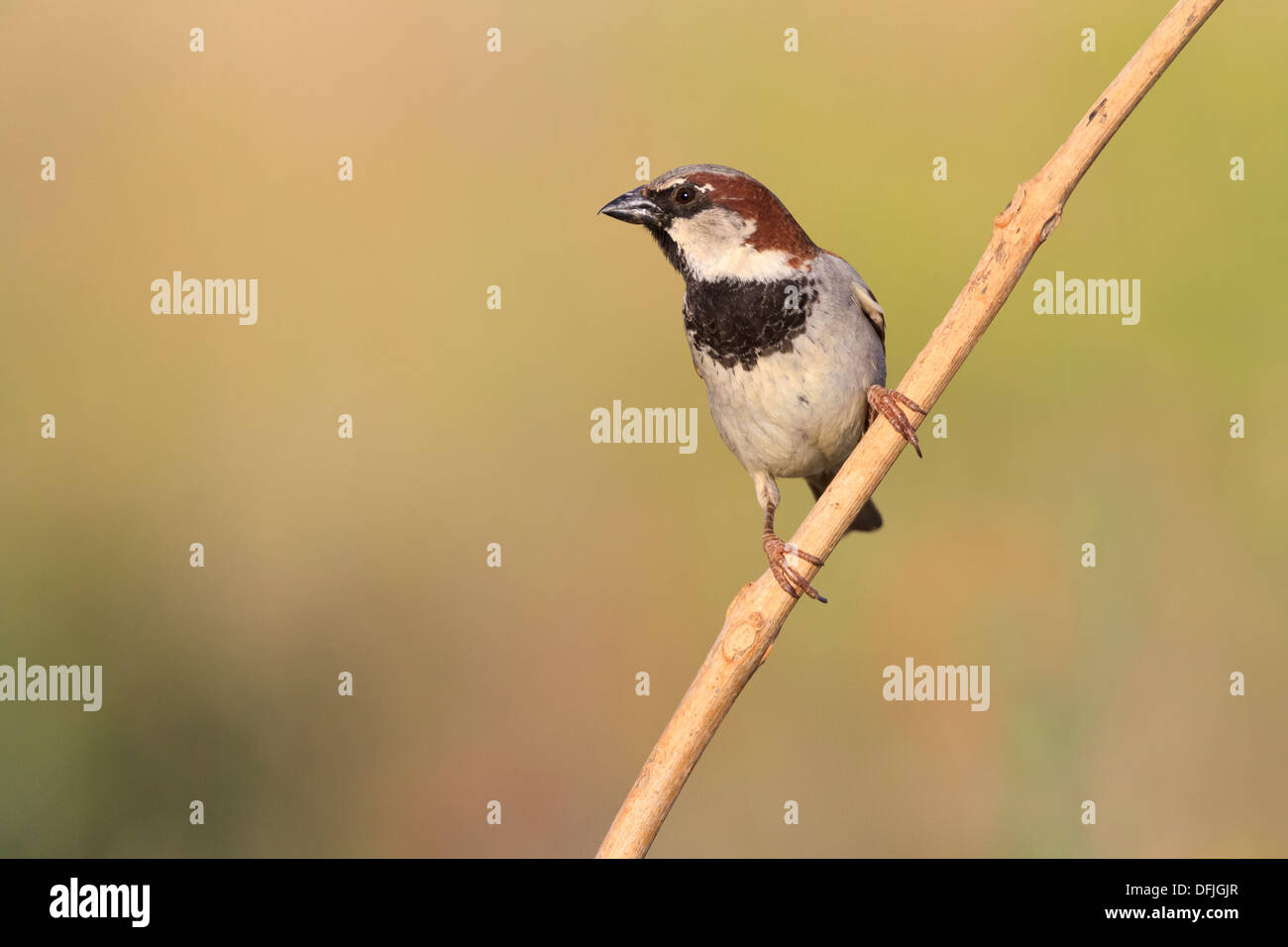 Male House Sparrow (Passer domesticus) perched on branch. Lleida province. Catalonia. Spain. Stock Photo