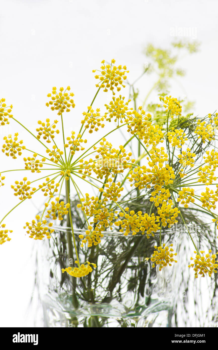 Sweet fennel flowers on white background Stock Photo Alamy