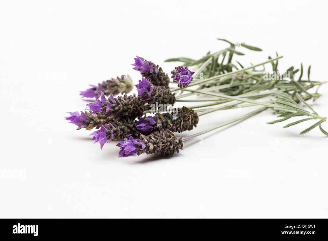 Cut lavender flowers on white background Stock Photo Alamy