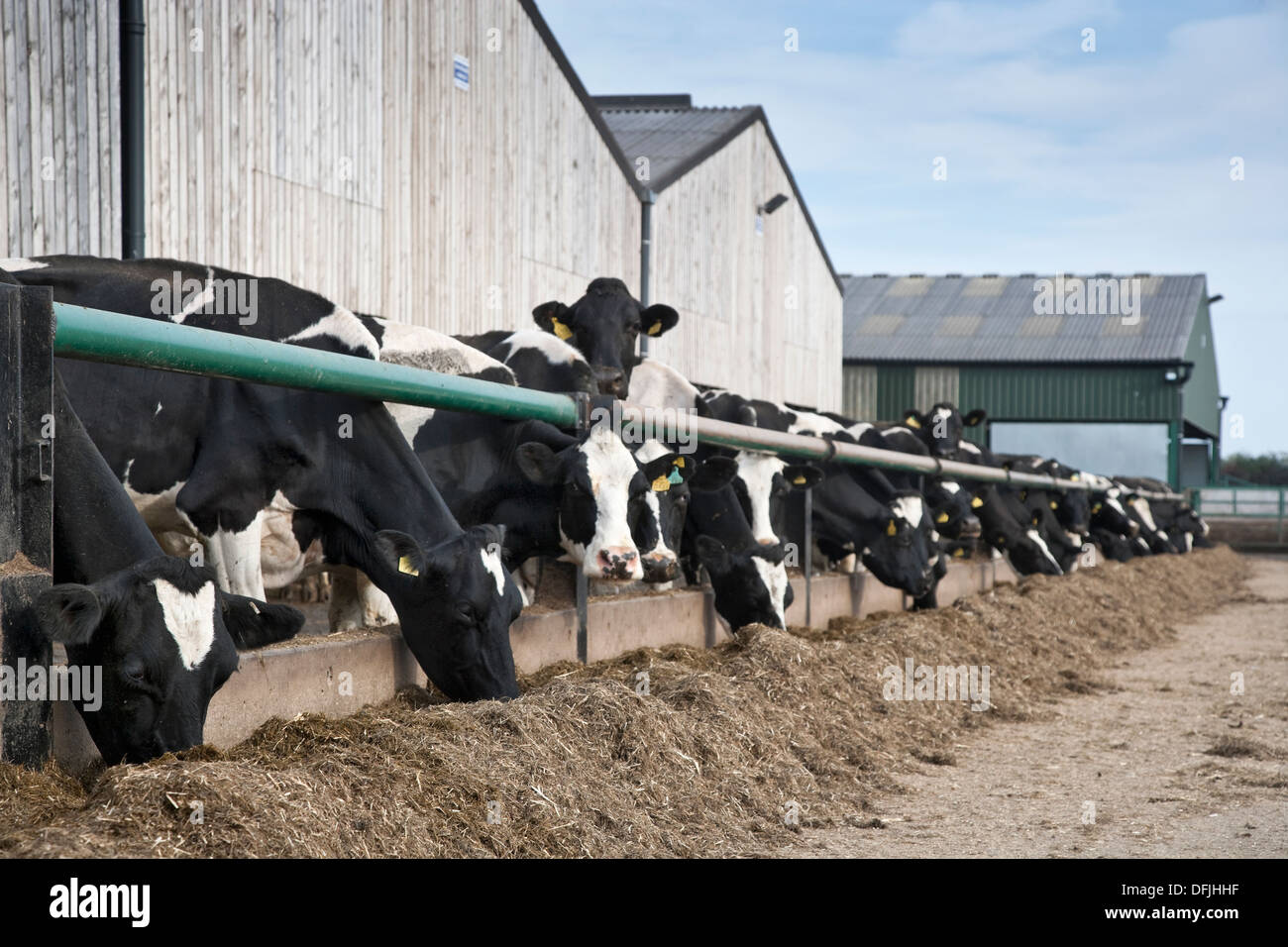 Holstein dairy cows feeding a total mixed ration of silage and