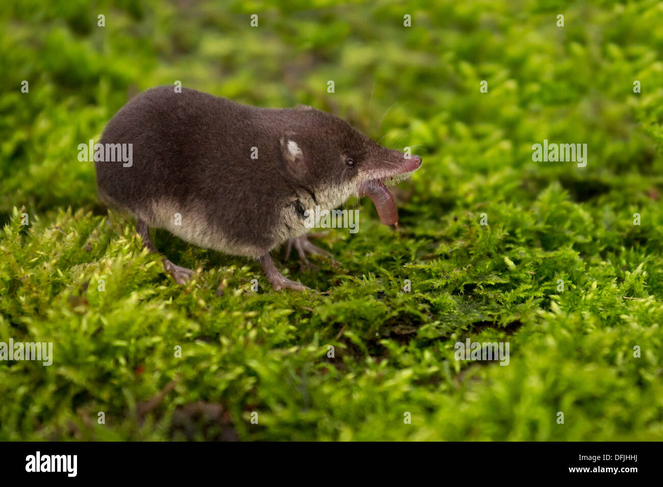 Eurasian Water Shrew eating a worm Stock Photo - Alamy