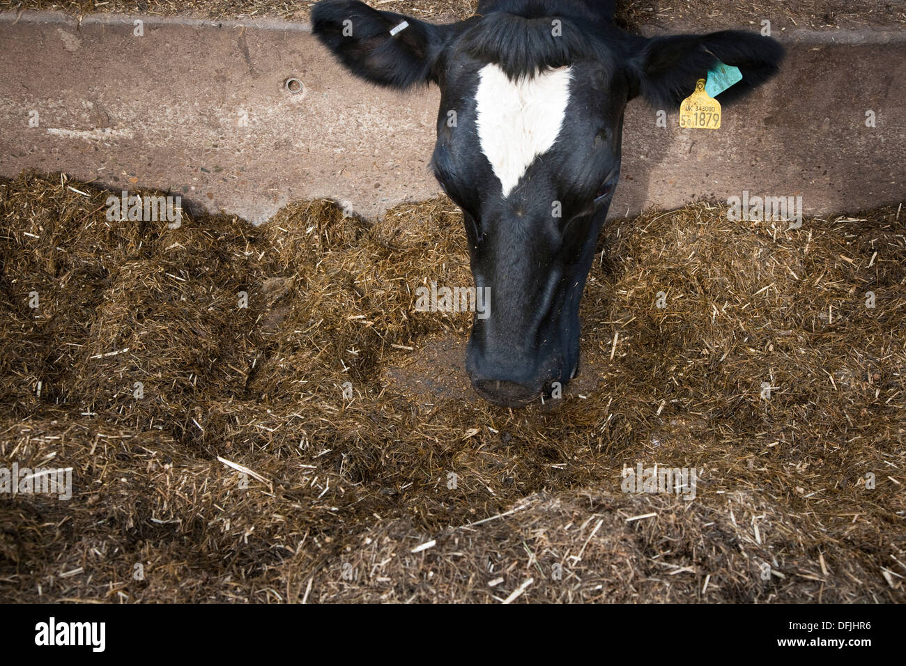 Total mixed ration hi-res stock photography and images - Alamy