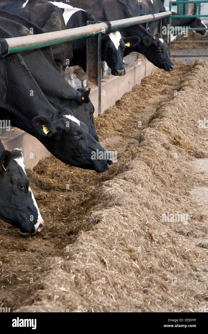 Holstein dairy cows feeding Stock Photo Alamy