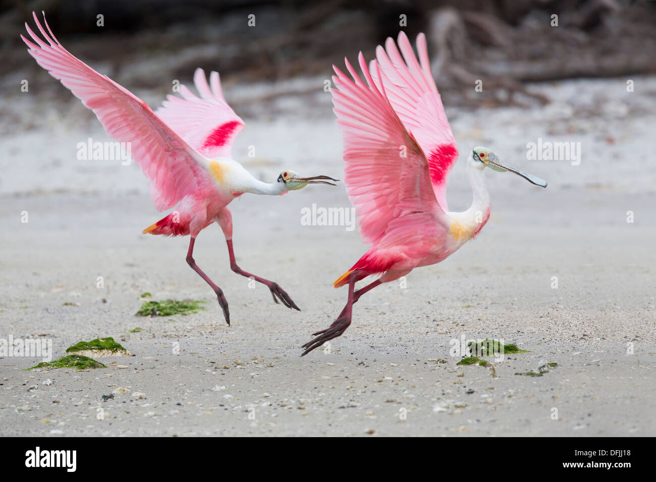 Roseate Spoonbills (Ajaja ajaja) squabbling for territory - Alafia Banks, Florida. Stock Photo