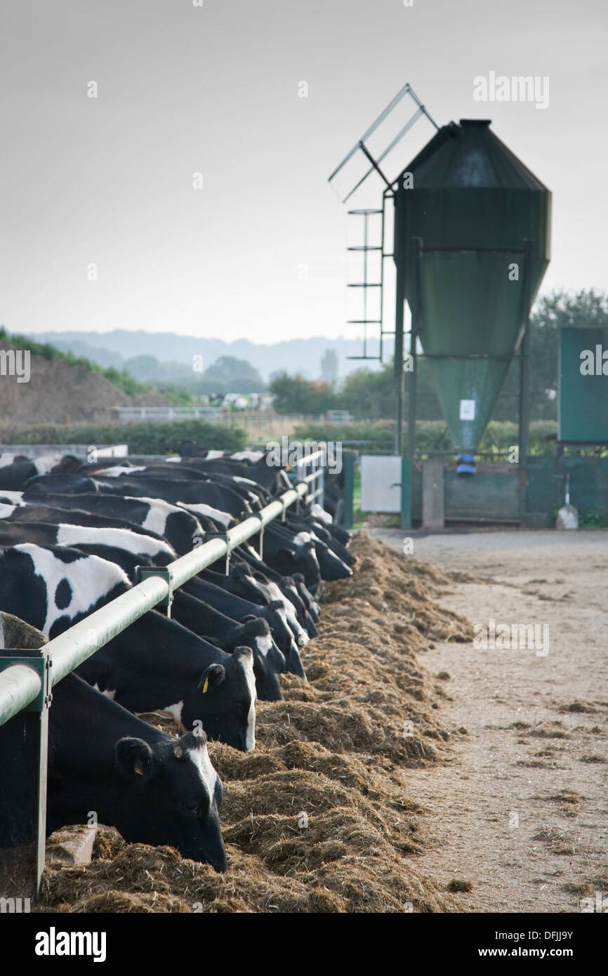 Dairy cows eating forage on a UK dairy farm Stock Photo Alamy