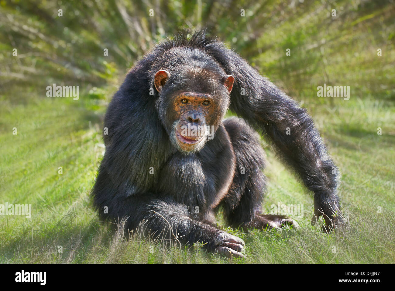Common Chimpanzee, Pan troglodytes, Laikipia, Sweetwaters Privat RESERVE, KENYA, Africa Stock Photo
