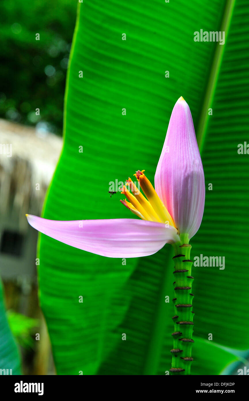 Bee hovering over a dwarf ornamental banana with orange yellow flowers Stock Photo