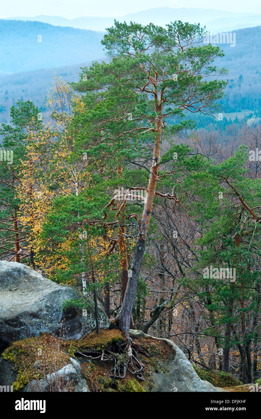 Autumn mountain forest view from large stone top ("Skeli Dovbusha ...
