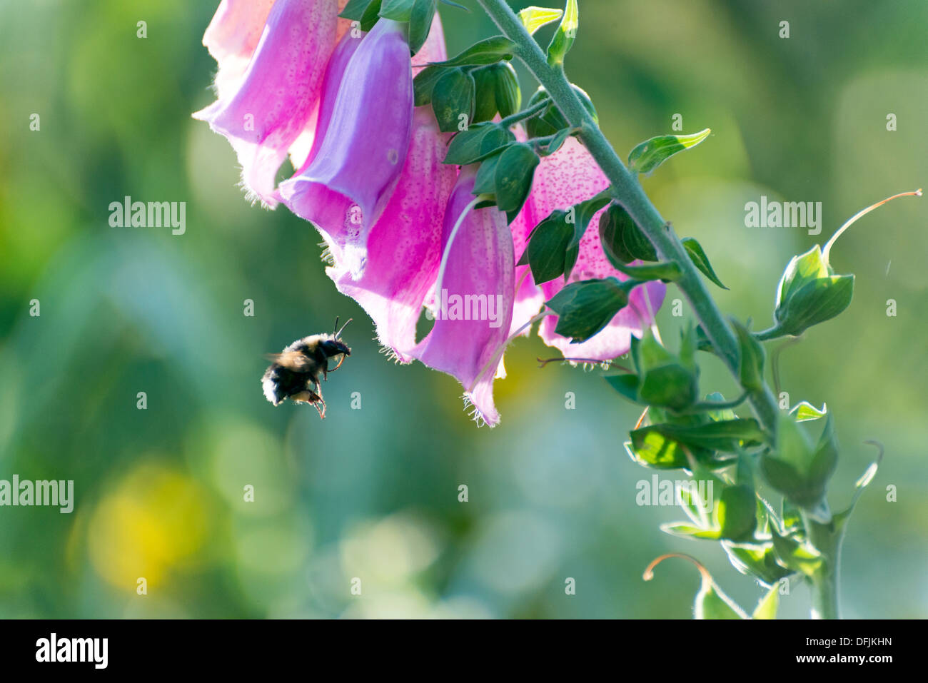 Bee hovering around a foxglove flower Stock Photo Alamy