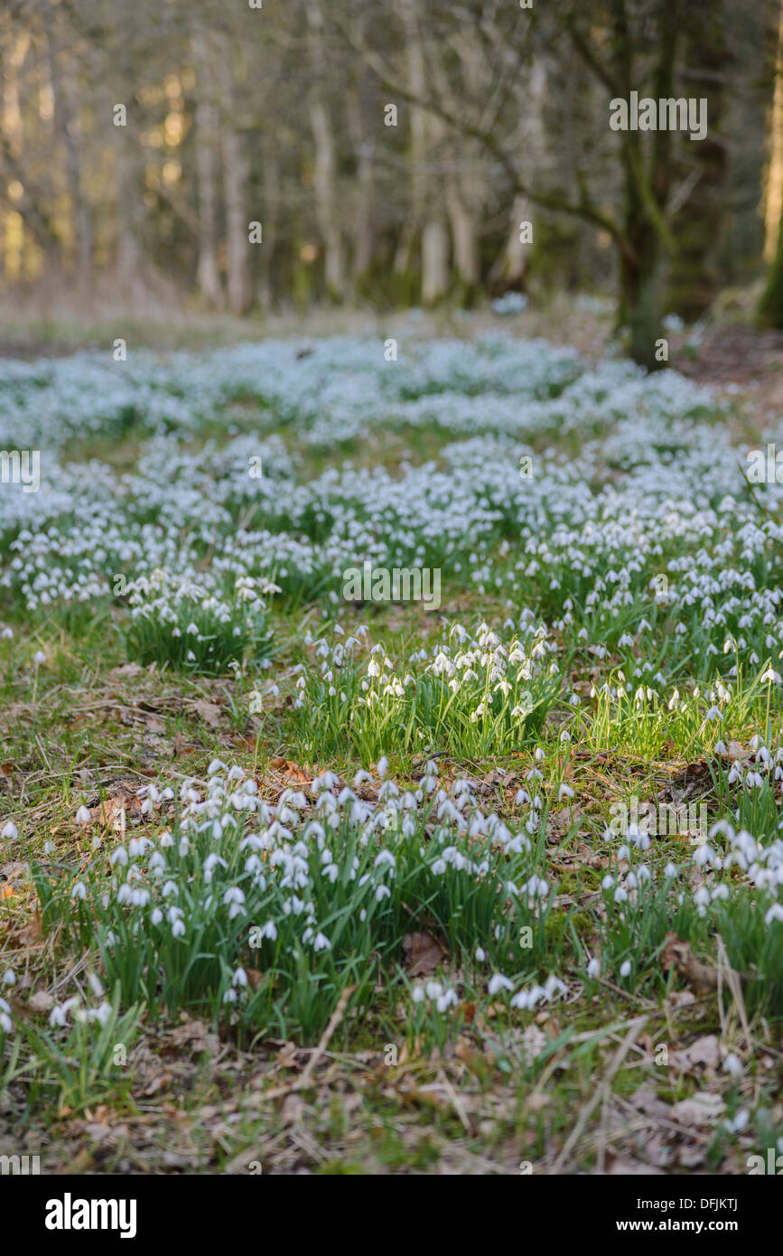 Snowdrops in Cally Woods, Gatehouse of Fleet, Dumfries & Galloway, Scotland Stock Photo