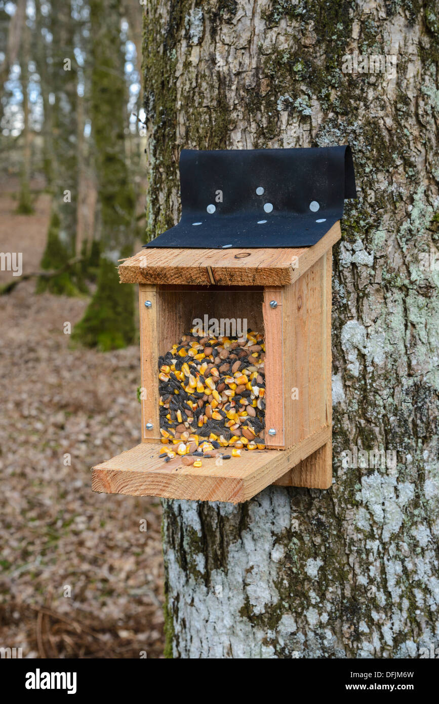 Squirrel feeder used for tracking the presence of red and grey squirrels Stock Photo