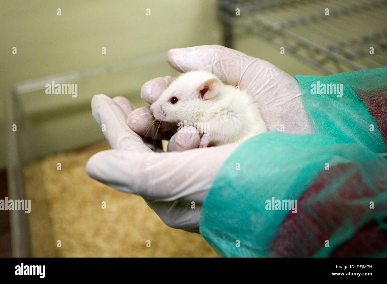 Laboratory mice hires stock photography and images Alamy