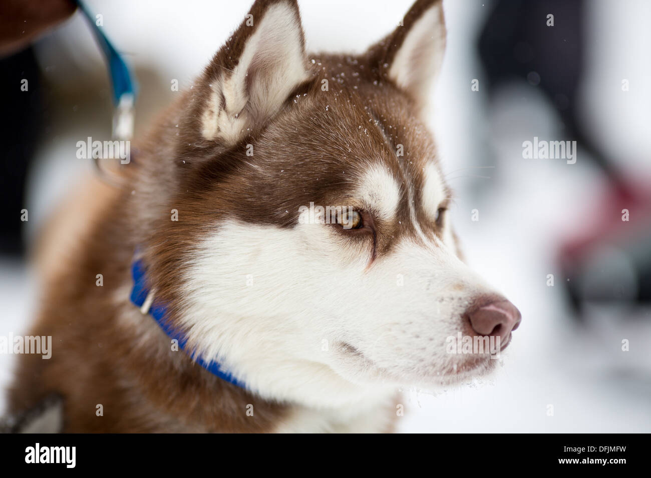 Siberian husky sled dog portrait Stock Photo